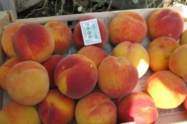 плодоношение персиков