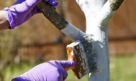 Персик: подготовка дерева к зимовке