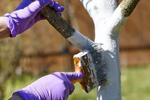 Персик: подготовка дерева к зимовке