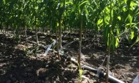 саженцы персика