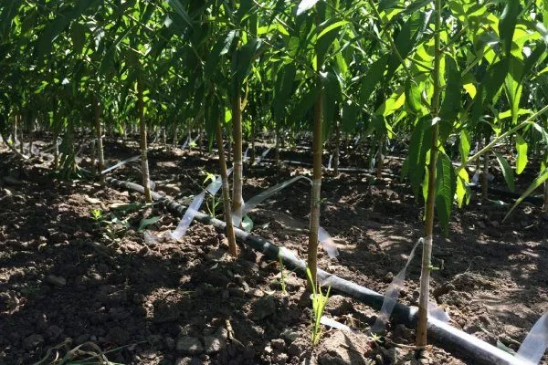 саженцы персика