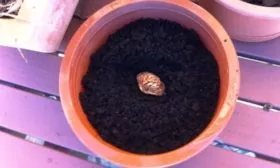 размножение персика косточкой