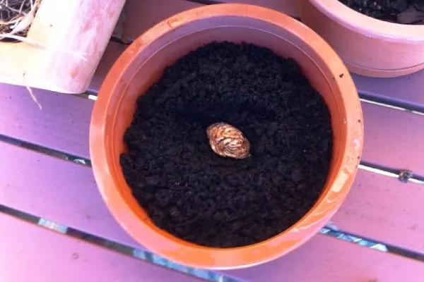 размножение персика косточкой