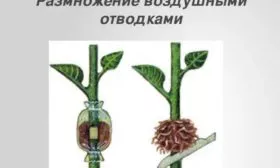 размножение персика воздушными отводками