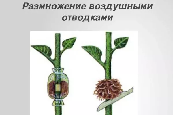 размножение персика воздушными отводками