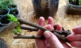 черенкование персика