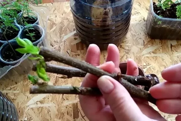 черенкование персика