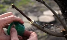 прививка персика