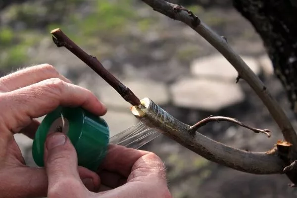 прививка персика