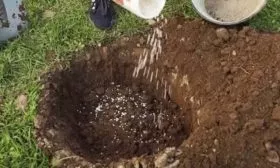 Подготовка почвы и места посадки персика