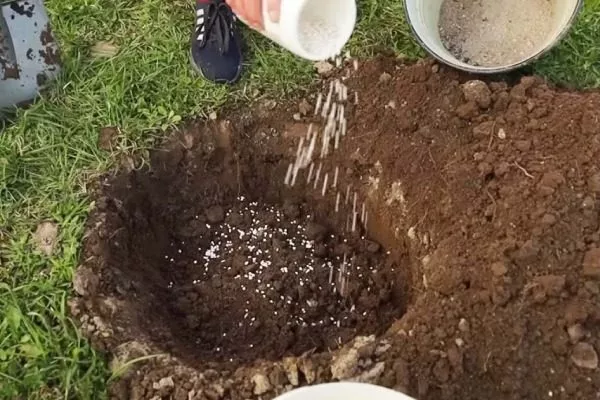 Подготовка почвы и места посадки персика