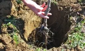 саженец в яме
