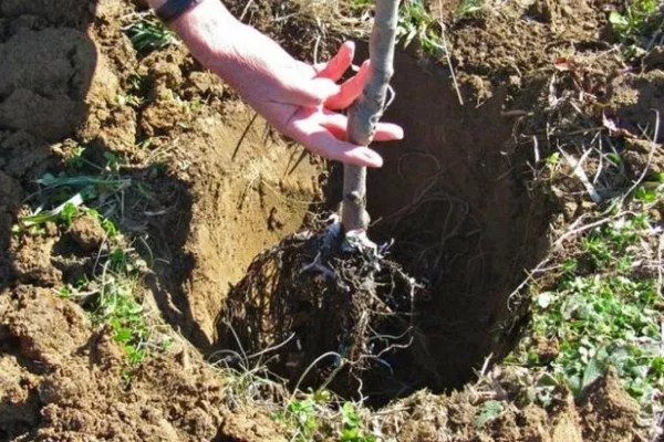 саженец в яме