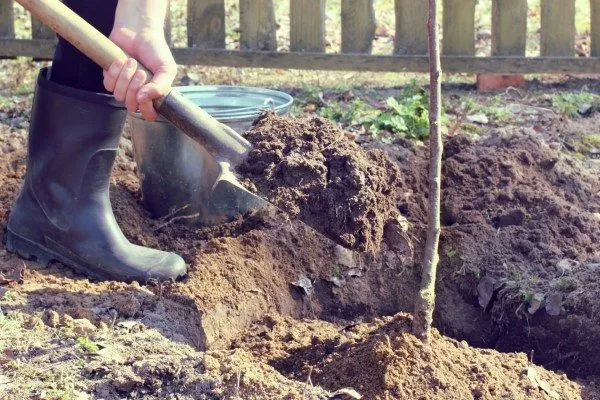 засыпать землёй саженец в яме