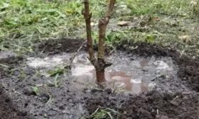 полив саженца персика после посадки