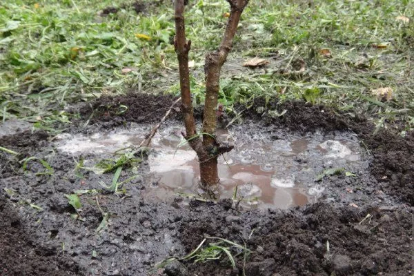 полив саженца персика после посадки