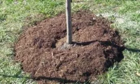 мульчирование саженца