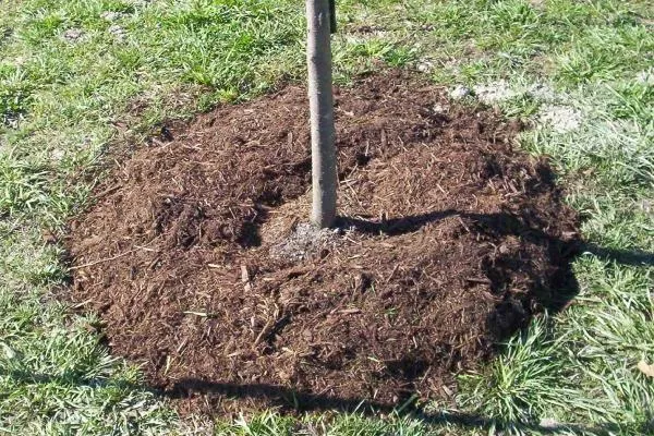 мульчирование саженца