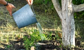 полив персика