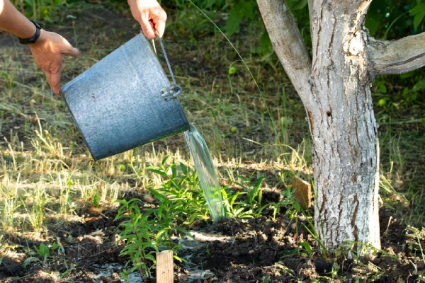 полив персика