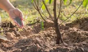 Подкормка персика