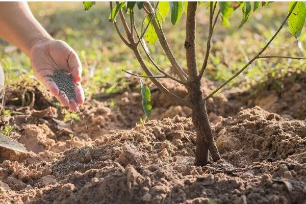Подкормка персика