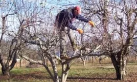 Обрезка персика