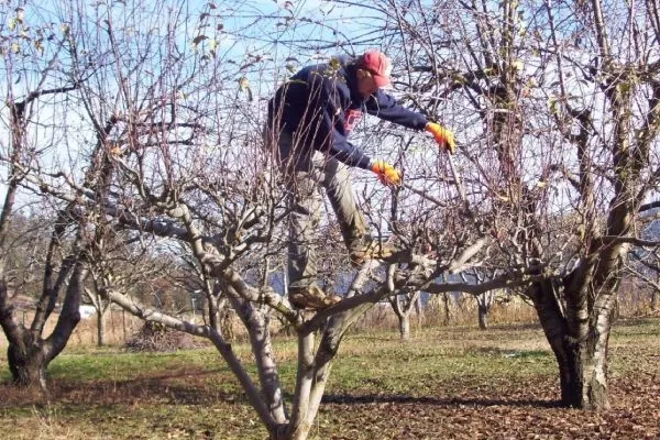 Обрезка персика