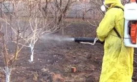 опрыскивание персика весной от вредителей и болезней