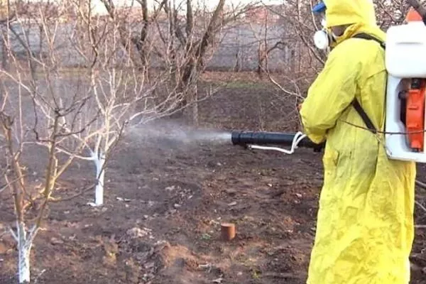 опрыскивание персика весной от вредителей и болезней