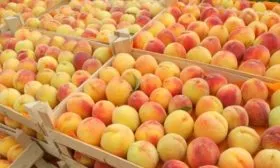 хранение персиков