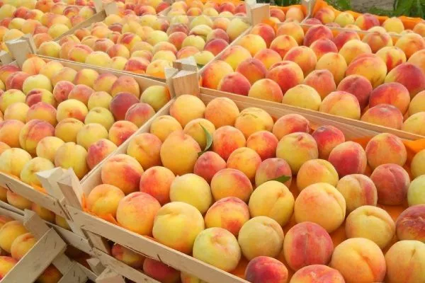 хранение персиков