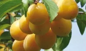 сливы сорта Светлана