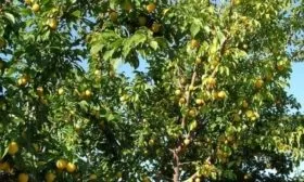 Описание дерева