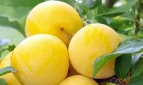 жёлтые сливы сорта Светлана