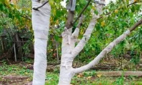 утепление сливы на зиму