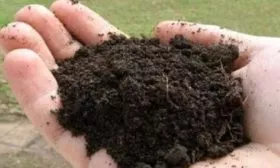 почва для сливы