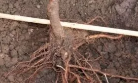 установка саженца сливы