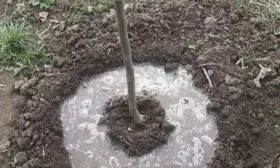 полив саженца сливы