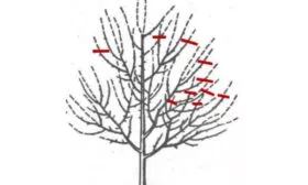 обрезка сливы