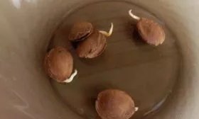 размножение сливы косточками