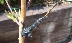 размножение сливы прививкой