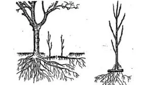 размножение сливы корневой порослью