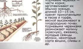 размножение сливы корневыми черенками