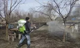 обработка сливы от вредителей