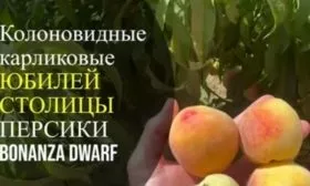 персик Юбилей столицы