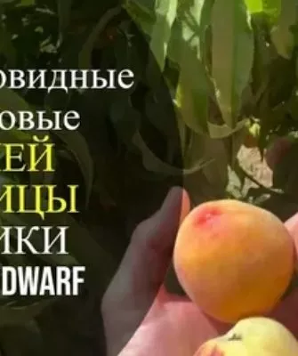 персик Юбилей столицы