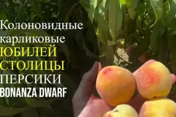 персик Юбилей столицы