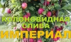 Слива Империал