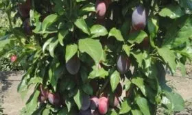 Внешний вид дерева